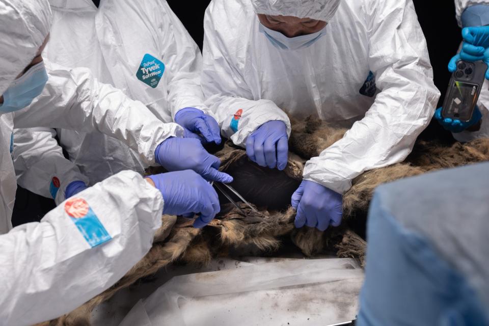 people in protective white coveralls and masks and gloves hold open the stomach of a mummified animal while one reaches long tweezers inside