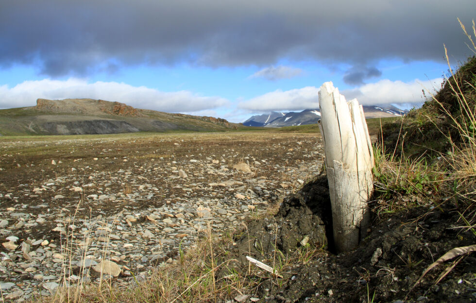 Wrangel Island, north of Siberia has an extensive tundra.