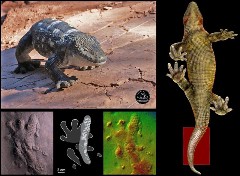 Multipanel image showing reconstruction of the animal and the prints it left.