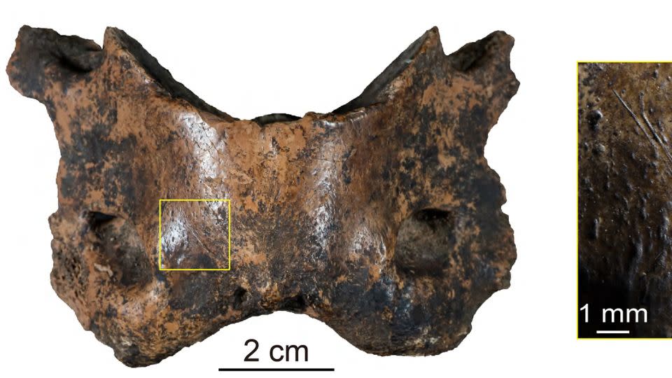 Many of the bones found in Baishiya Karst Cave, such as this spotted hyena vertebra, bear traces of human activity, such as cut marks. - Group of Dongju Zhang/Lanzhou University