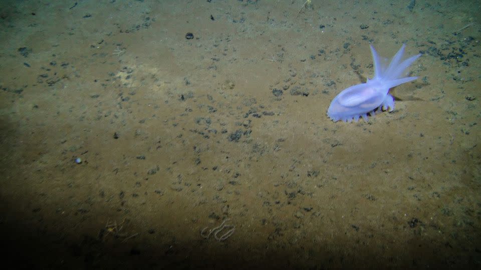 The sea cucumber Amperima sp. is seen on the seafloor in the eastern Clarion-Clipperton Zone. - Courtesy of Craig Smith and Diva Amon, ABYSSLINE Project