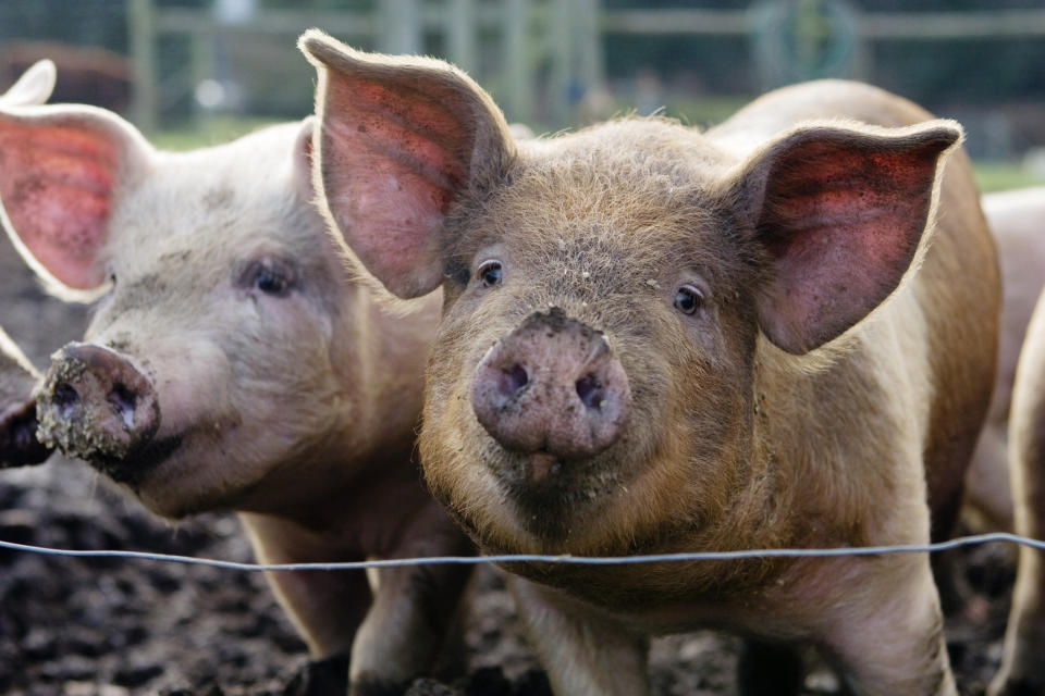 Two pigs stand close together behind a thin wire fence, their snouts dirty from rooting in the ground. The image relates to work and money