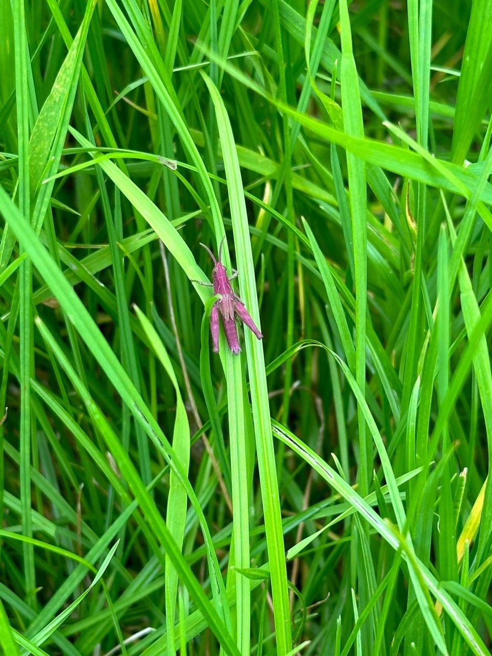 A pink insect resembling a grasshopper sits on a blade of grass among tall green vegetation