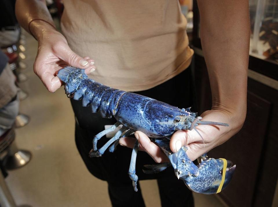 Person holding a rare blue lobster with a rubber band around one of its claws