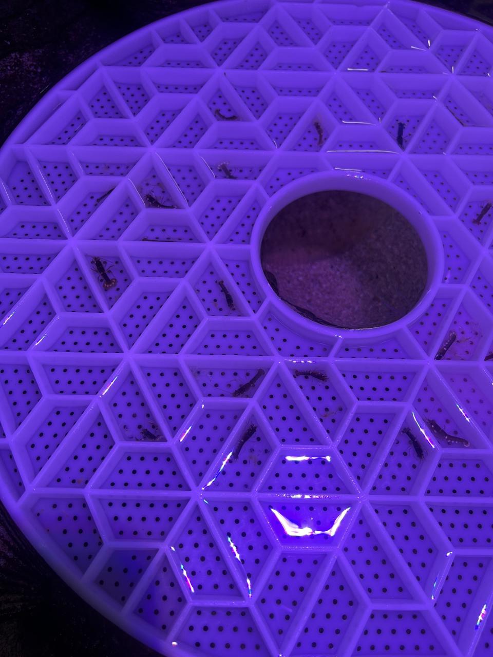 A circular geometric pattern with a central hole, illuminated under a purple light