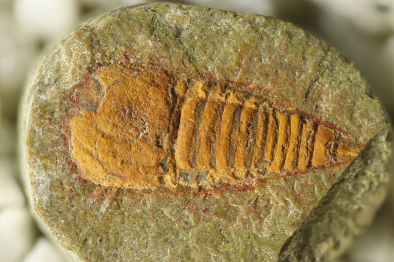 Image of a brown fossil with a large head and many body segments, embedded in a gray-green rock.