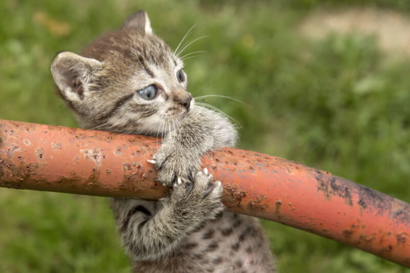 kitten grabs hold of a pole with its two front paws