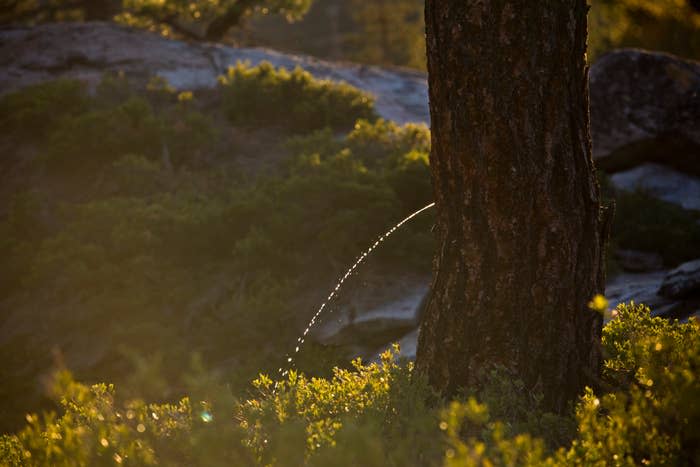 A tree with sunlight filtering through the leaves and a thin stream of water flowing from the trunk, in a natural outdoor setting