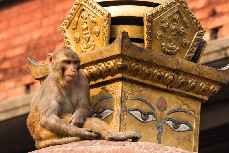 A rhesus macaque on a Buddhist stupa at the Swayambhunath Temple complex in Kathmandu, Nepal