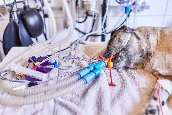 A pug lies unconscious on an operating table at a veterinarian's office, surrounded by medical equipment and tubes