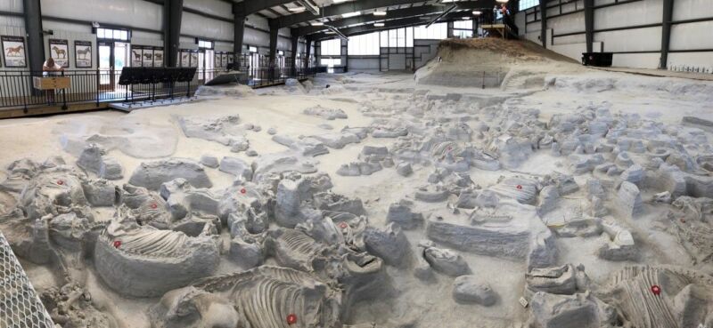 Interior of the Rhino Barn. Exposed fossil skeletons left on site for research and public viewing.