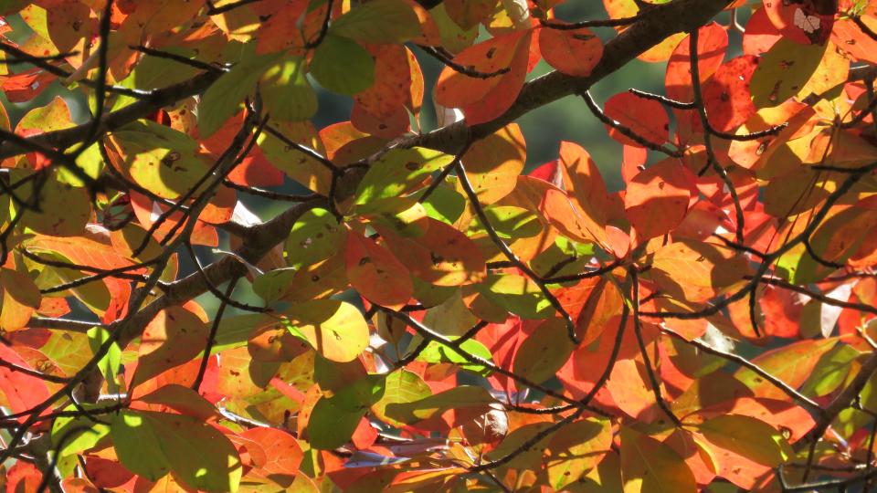 HARWICH -- Fantastic fall foliage in the Bell's Neck Conservation Lands,