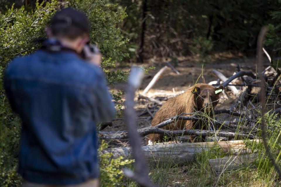 A man takes a picture of a bear