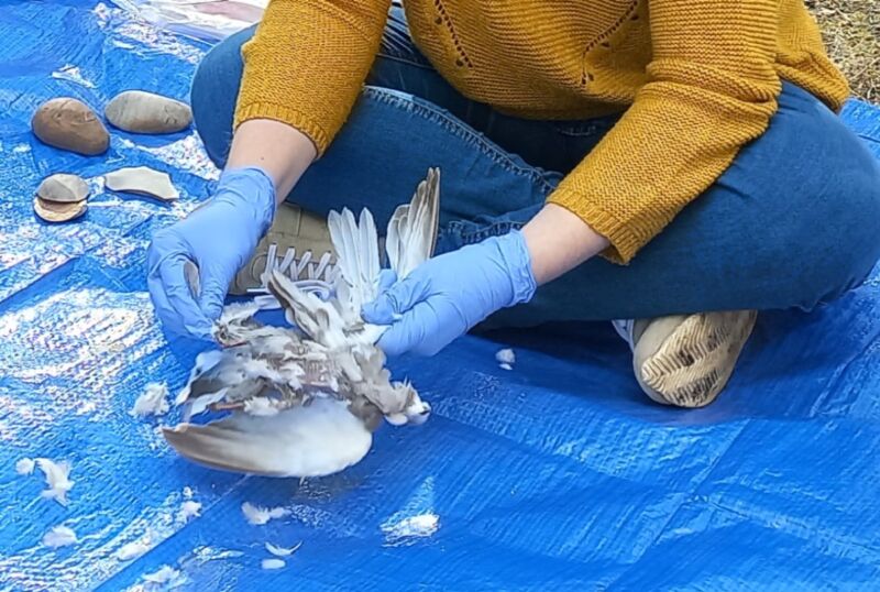 A scientist sits with his legs crossed and clips the feathers of one of the birds.