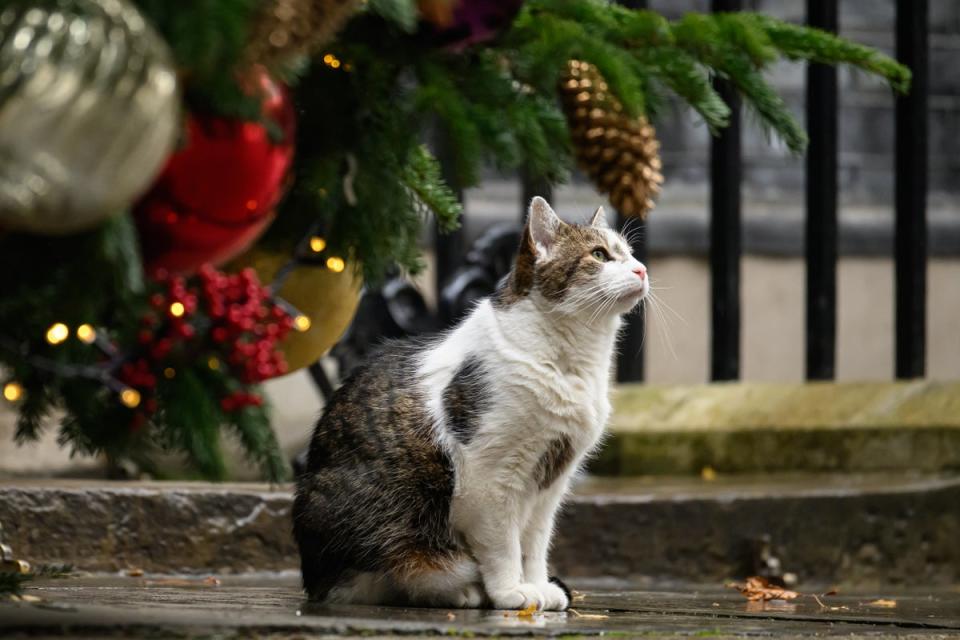 Larry, 17, has become a much-loved figure in Downing Street (Getty Images)