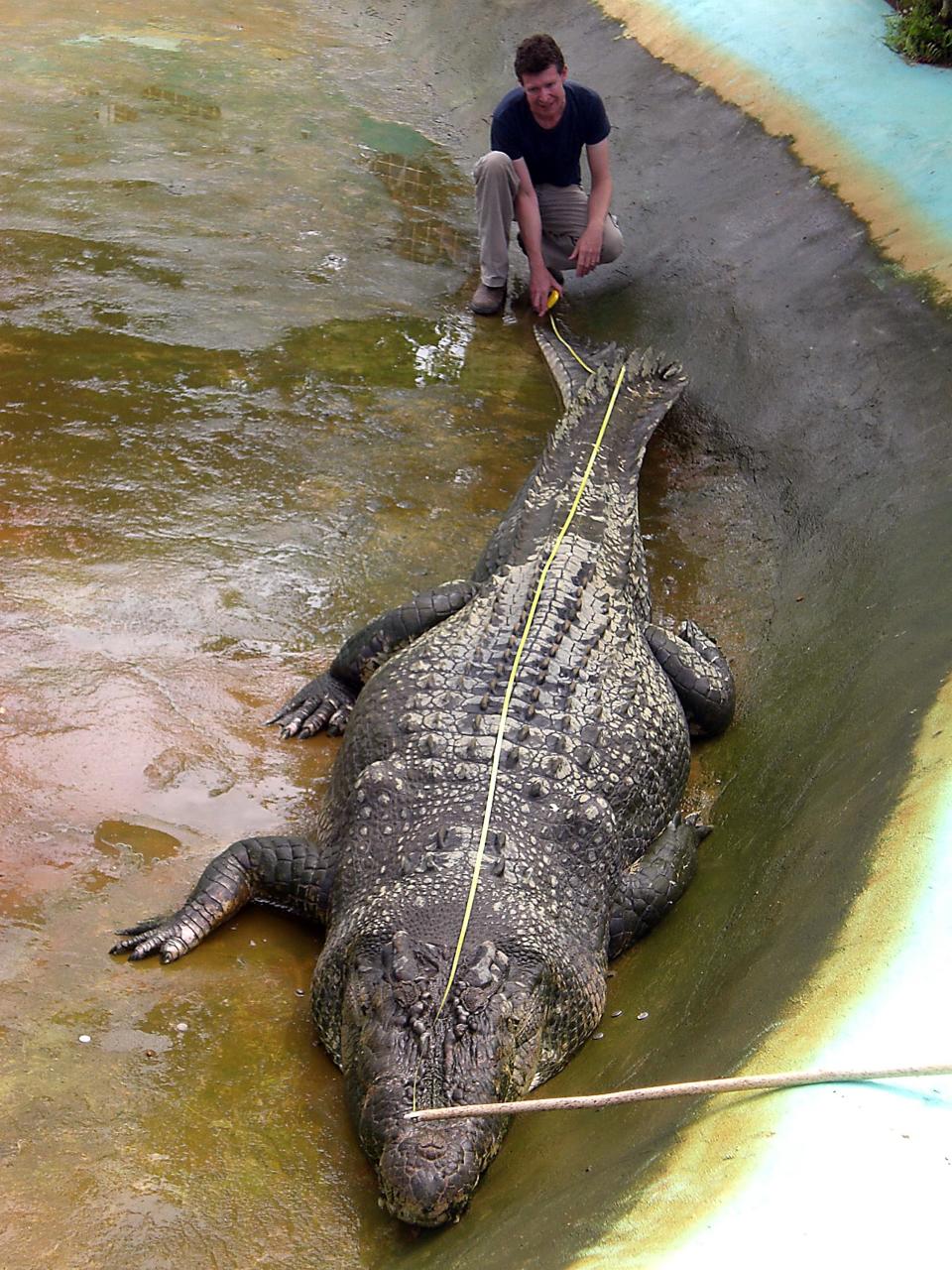 Australian zoologist Adam Britton measures a captive crocodile in the town of Bunawan, Agusan del Sur province, on the southern island of Mindanao in the Philippines on November 9, 2011.