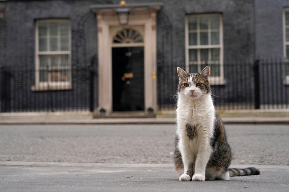 Larry the cat is often seen outside the door of Number 10 during major political events and news broadcasts (AP)