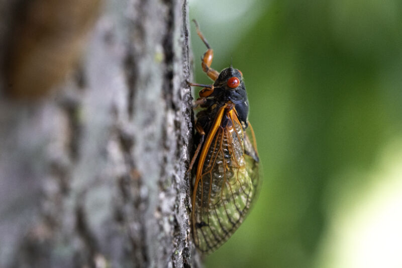 A cicada from a 17-year-old brood of cicada cicada clings to a tree on May 29, 2024, in Park Ridge, Illinois. The state experienced a simultaneous emergence of both Brood XIII and Brood XIX cicada ... 