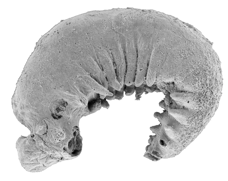 Image of a small gray object, curved around the abdomen, with a series of small appendages on the underside.