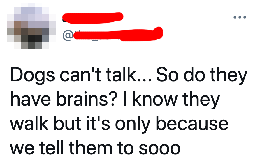 tweet says dogs can't talk and therefore have no brains