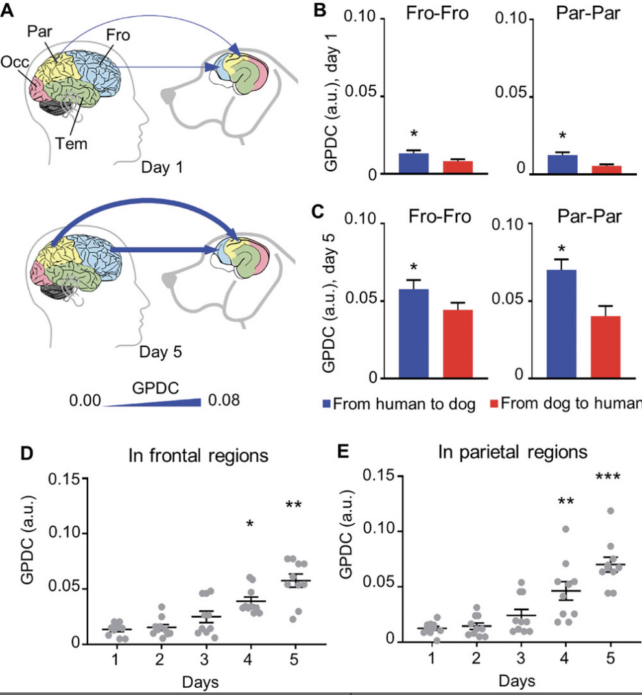 Research into the brains of dogs and humans