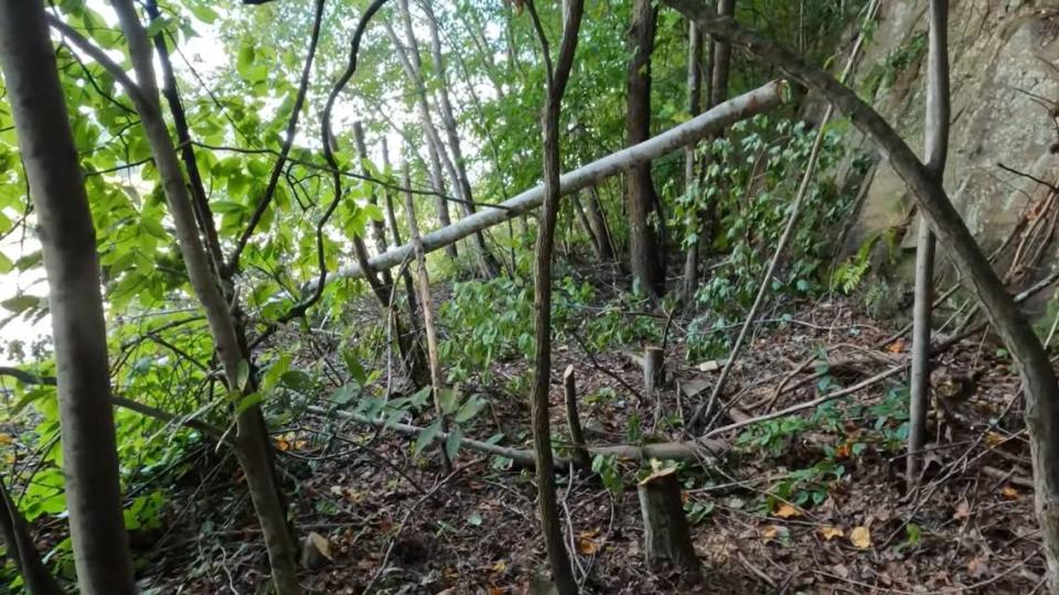 Cutting down trees at the base of a cliff edge where Fred and Shelia McCoy say Joseph Couch shot at 12 vehicles on September 7, 2024. In the video posted to their YouTube page, Fred speculates who cut down the trees, Couch for a better view of the highway, or the police during their investigation. The image is from McCoy's YouTube page.