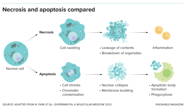 In necrosis, a cell accidentally dies, releasing its contents and drawing immune cells to the site of damage by causing inflammation. In apoptosis, the cell collapses and the pieces are removed without causing harmful inflammation.