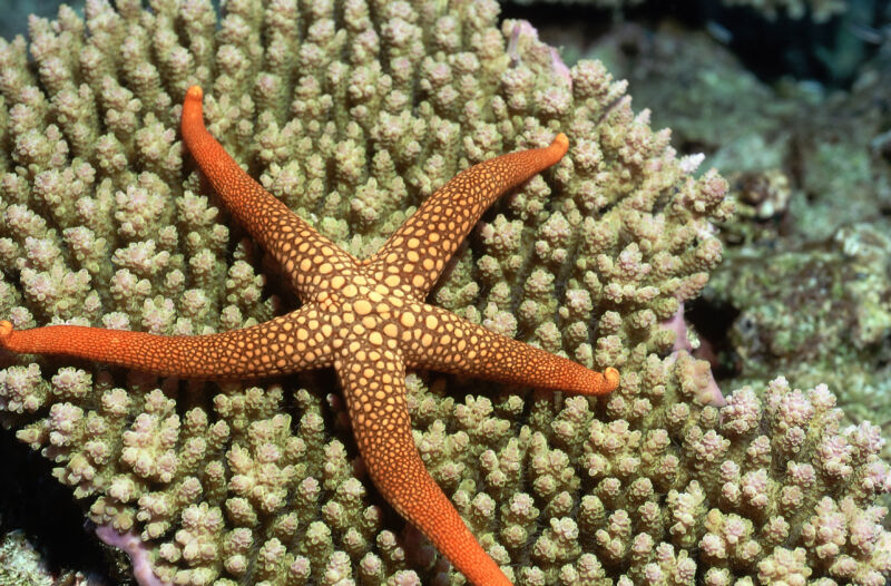 A five-armed starfish, in shades of orange and yellow, stretches out over a coral.