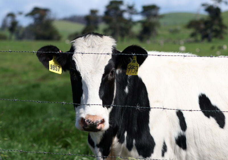 A cow grazes in a field at a dairy farm on April 26, 2024 in Petaluma, California.