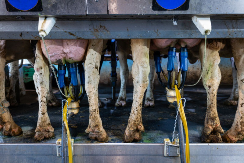 Cows are milked in Wisconsin on May 8, 2024.