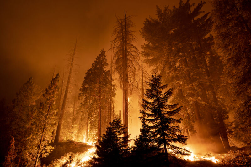 The Windy Fire rages through the Long Meadow Grove of giant sequoias near The Trail of 100 Giants in the Sequoia National Forest on Sept. 21, 2021, near California Hot Springs, California.