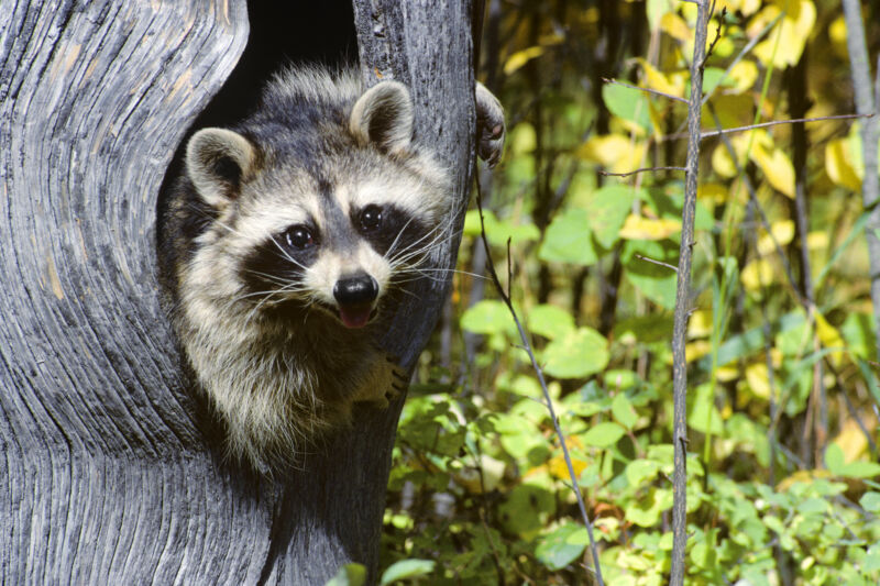 A young raccoon watches from a tree.