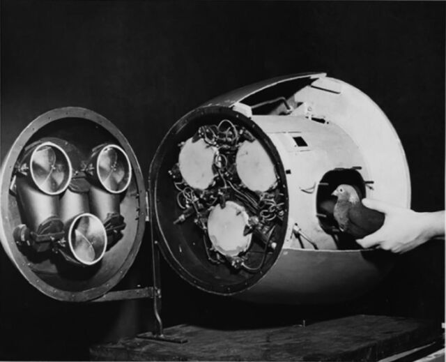 Nose cone of the NIST glide bomb showing the three-pigeon guidance system.