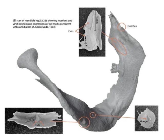 A 3D scan of the lower jaw of James Fitzjames, showing impressions of lacerations consistent with cannibalism. 