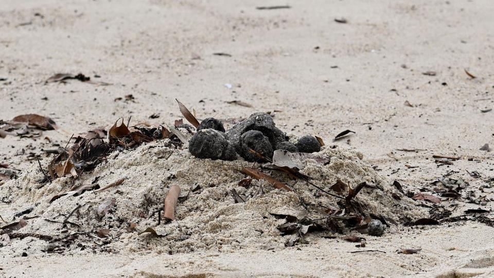 Several black balls on a pile of sand, surrounded by other beach debris such as dried seaweed and sticks.