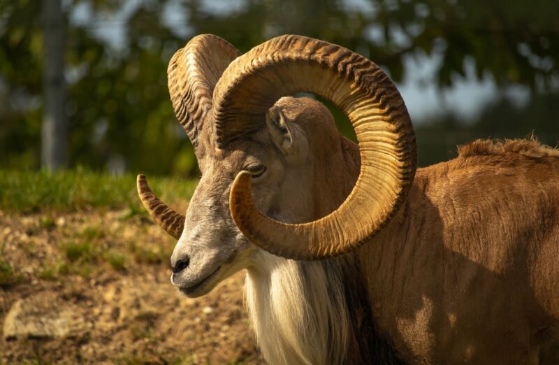 Photo of a male Argali sheep in the wild.