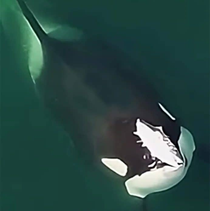 Orca with dead salmon on its head