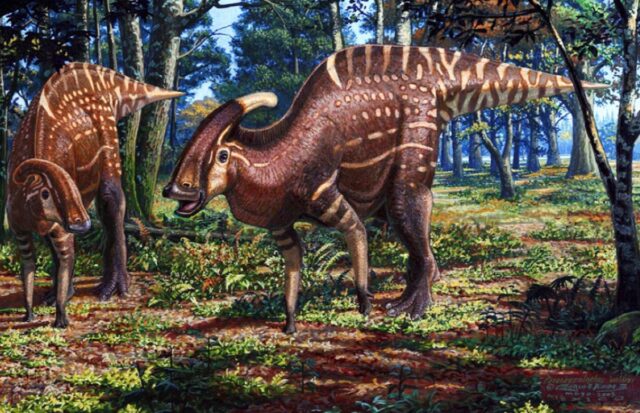 Reconstruction of the environment in which Parasaurolophus walkeri lived during the Cretaceous.