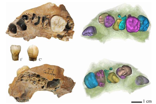 Hominin Maxilla Fossils