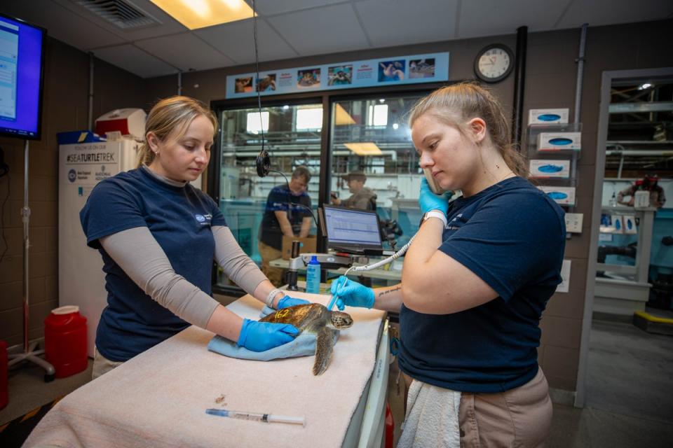 New England Aquarium biologists check the heart rate of a rescued sea turtle. The sea turtles are also given fluids and antibiotics as they arrive after a cold stun (Vanessa Kahn/New England Aquarium)