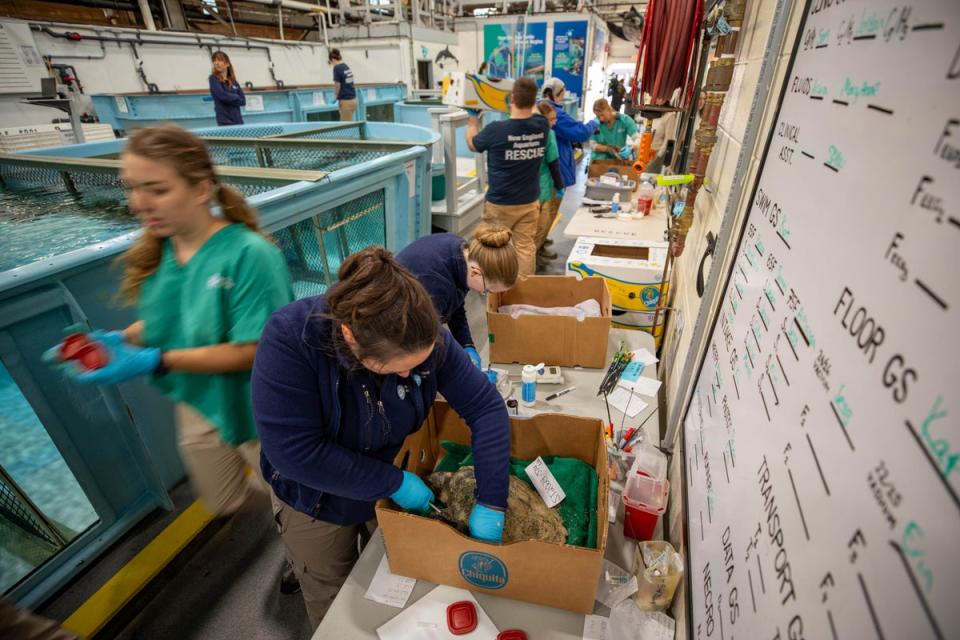 Staff, volunteers and interns at the New England Aquarium's Sea Turtle Hospital evaluate dozens of rescued sea turtles during the admission process. Without rescue and treatment, the turtles would die (Vanessa Kahn/New England Aquarium)