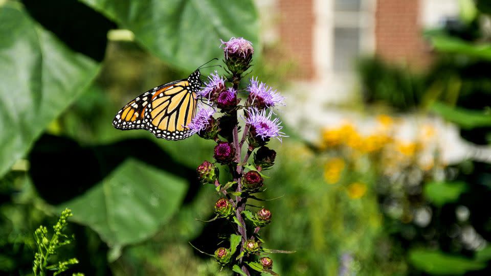 A monarch butterfly drinks nectar from a flower in the pollinator habitat near the Chicago Park District warehouse in August. - Tess Crowley/Chicago Tribune/Getty Images