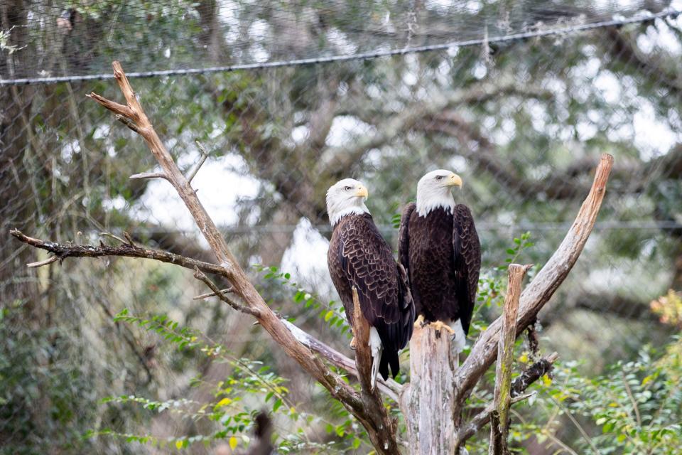 The Bald Eagle Exhibit at the Tallahassee Museum Wednesday, December 18, 2024.