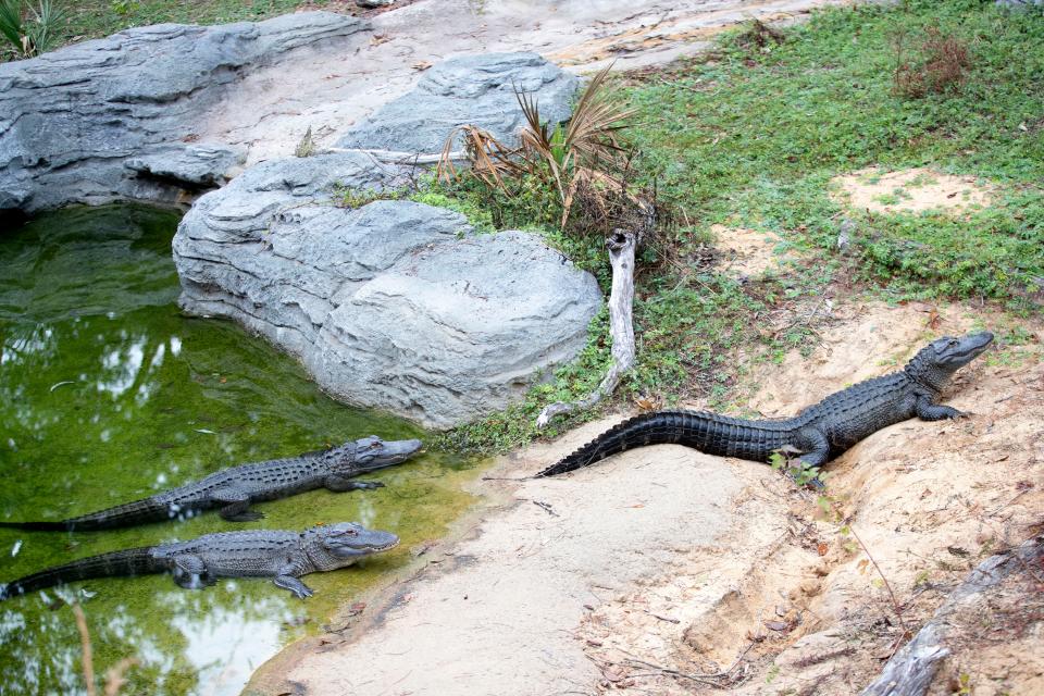 The alligator exhibit at the Tallahassee Museum Wednesday, December 18, 2024.