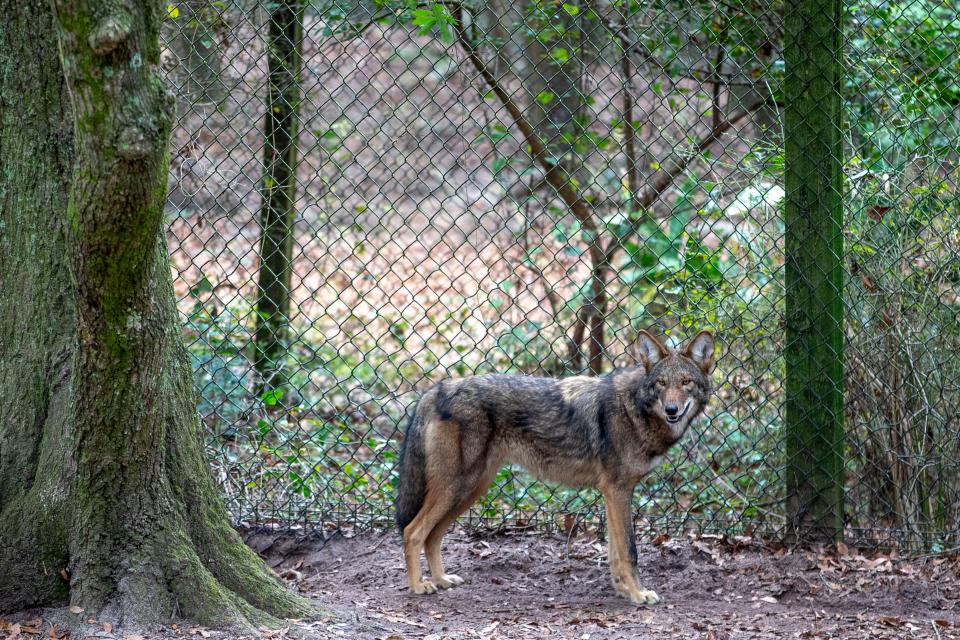 The red wolf in their enclosure at the Tallahassee Museum Wednesday, December 18, 2024.