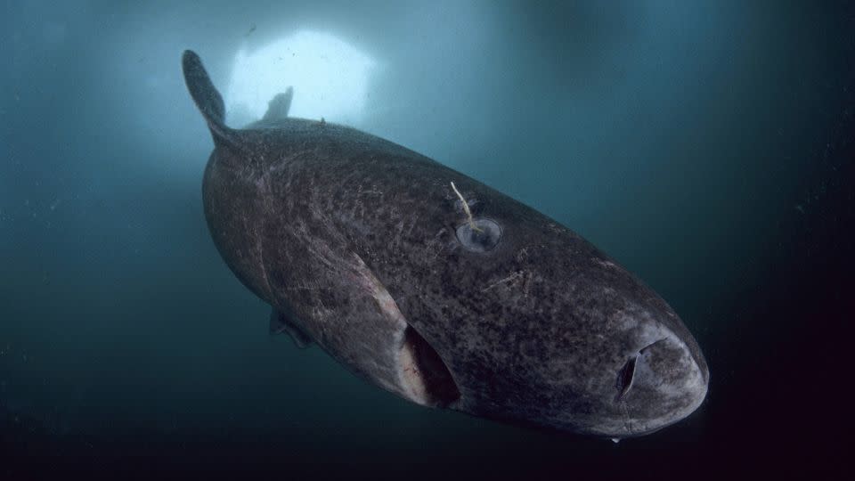 A Greenland shark is spotted swimming under the ice near northern Baffin Island in the Canadian Arctic. - Avalon.red/Alamy Stock Photo