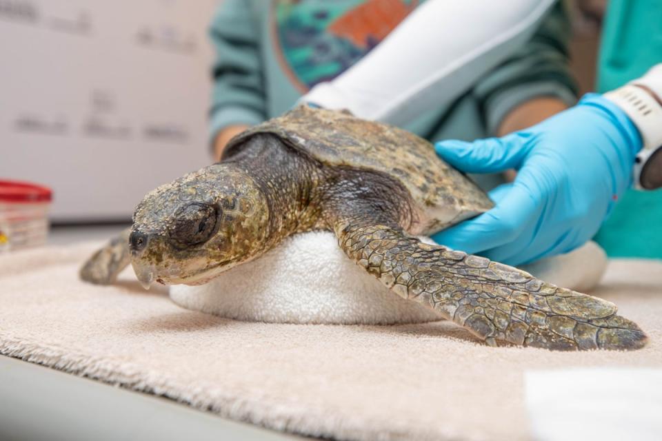 A Kemp's ridley sea turtle is examined at the New England Aquarium's Sea Turtle Hospital. Many of the critically endangered animals have washed up on the shores of Massachusetts this month (Vanessa Kahn/New England Aquarium)