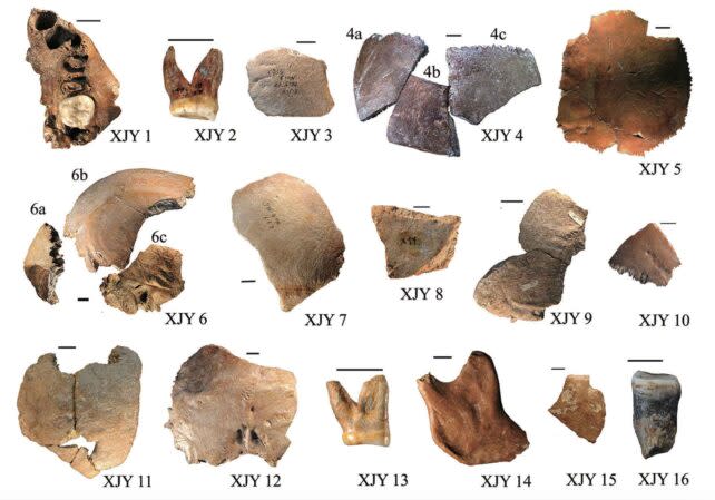 Xujiayao fossils