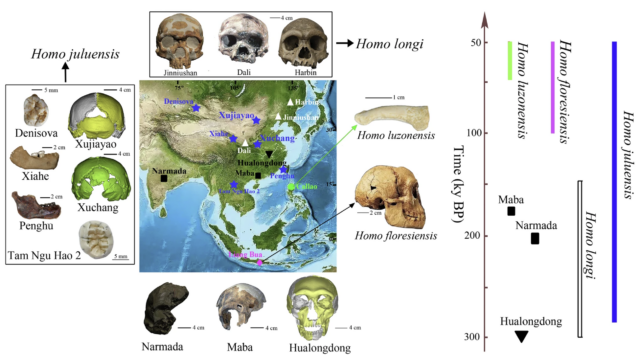 Hominin Fossil Record Asia