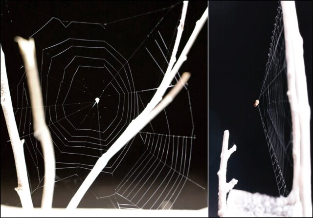 A) Unstressed track shown from front view. (B) Tensioned web shown from side view.